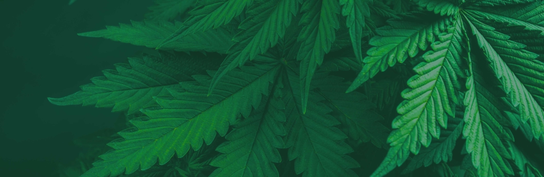 Profile background
