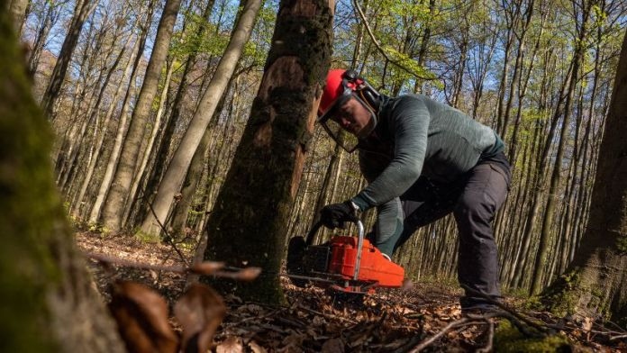 Professional Stump Removal in Barnsley: Make Your Outdoor Space Better