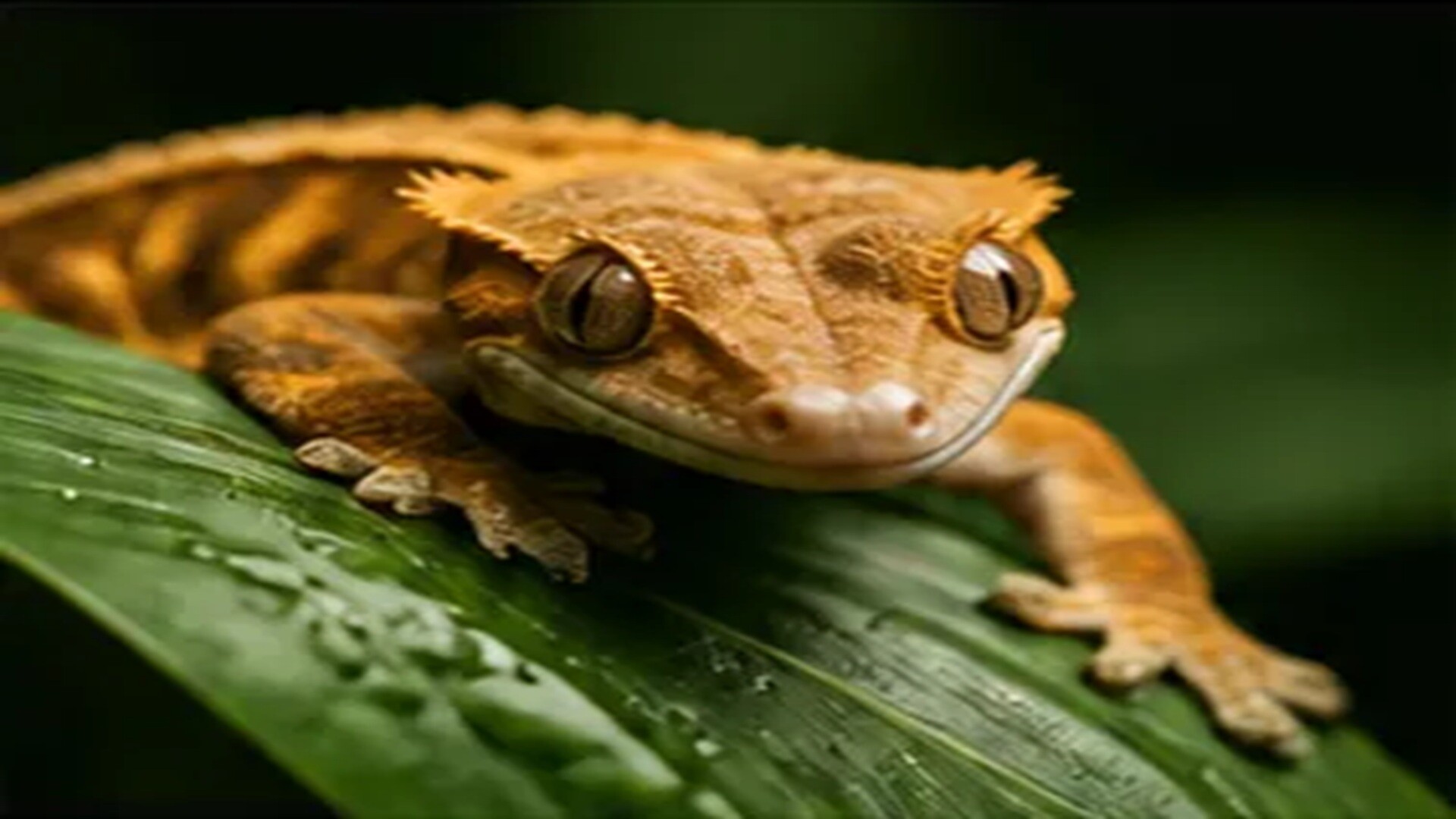 Profile background