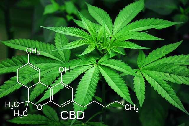 Top Online Weed Dispensary in Canada BC | BudExpressNOW