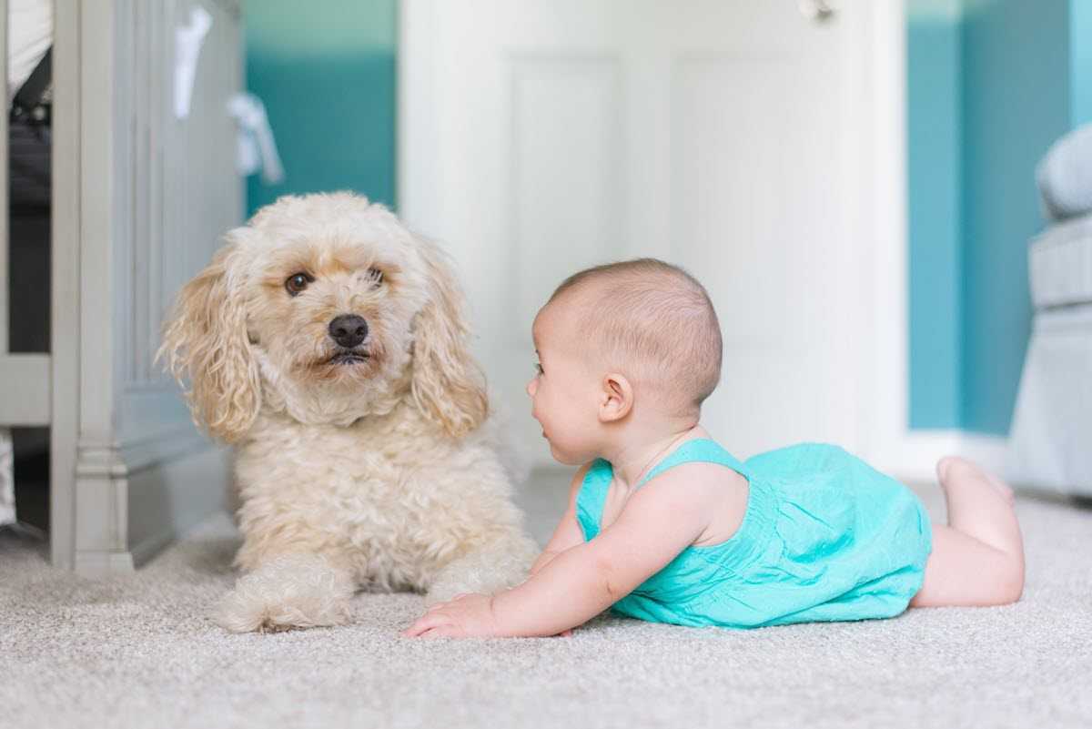 Oxy-Genie Carpet Cleaning Services: Steam Cleaning