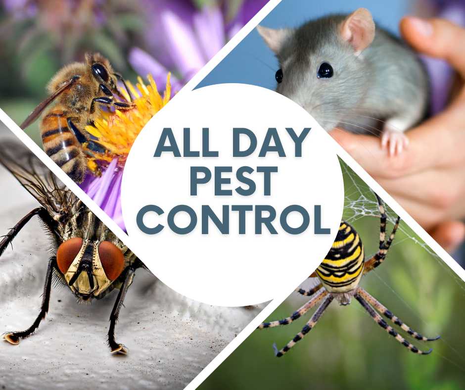 All Day Pest Control