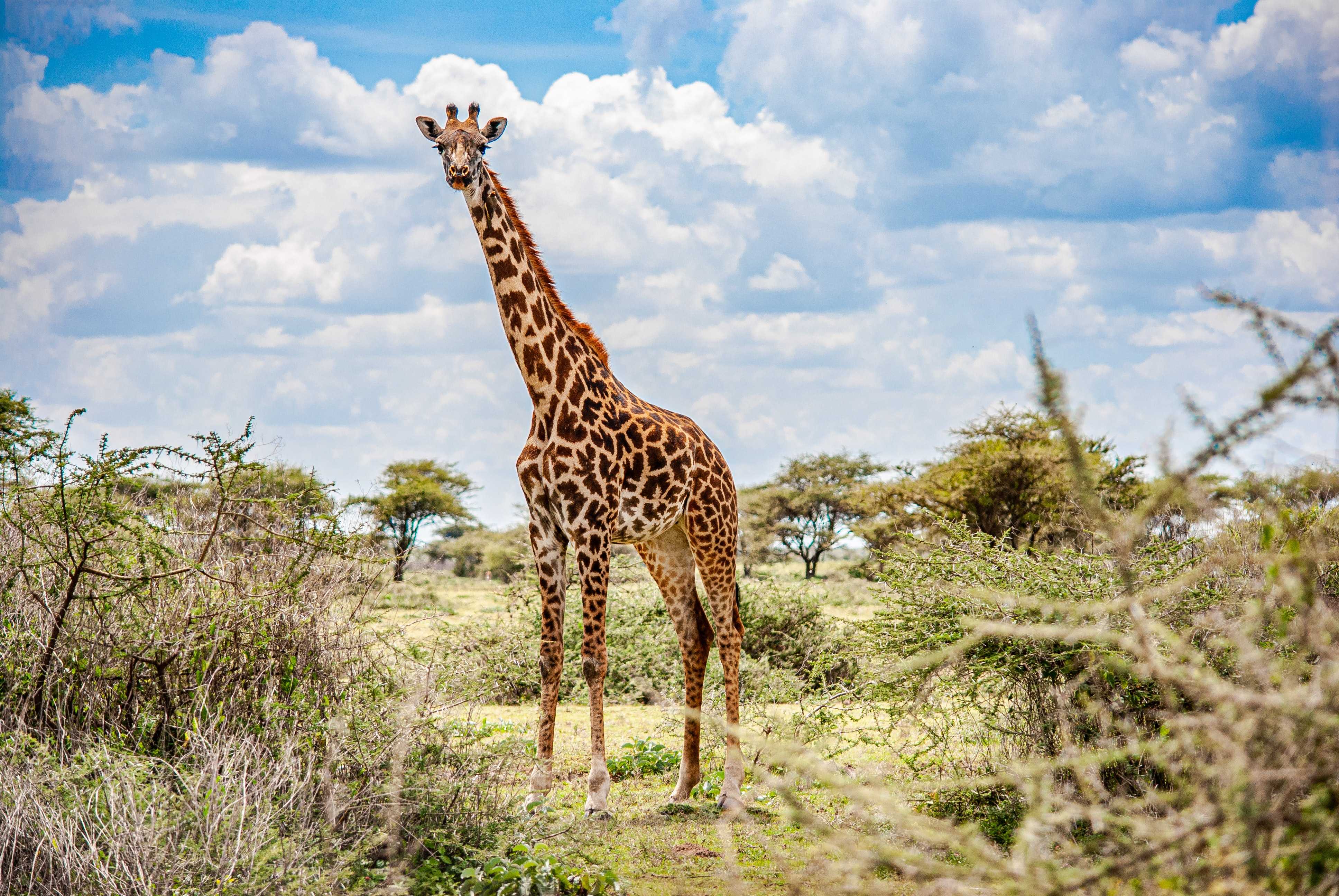 Best Tanzania Safari Companies