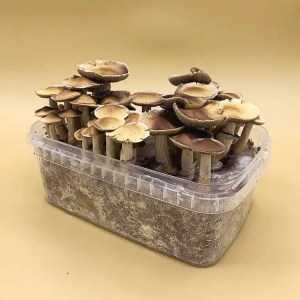 Mycology Supply Vancouver | Shroombox.co