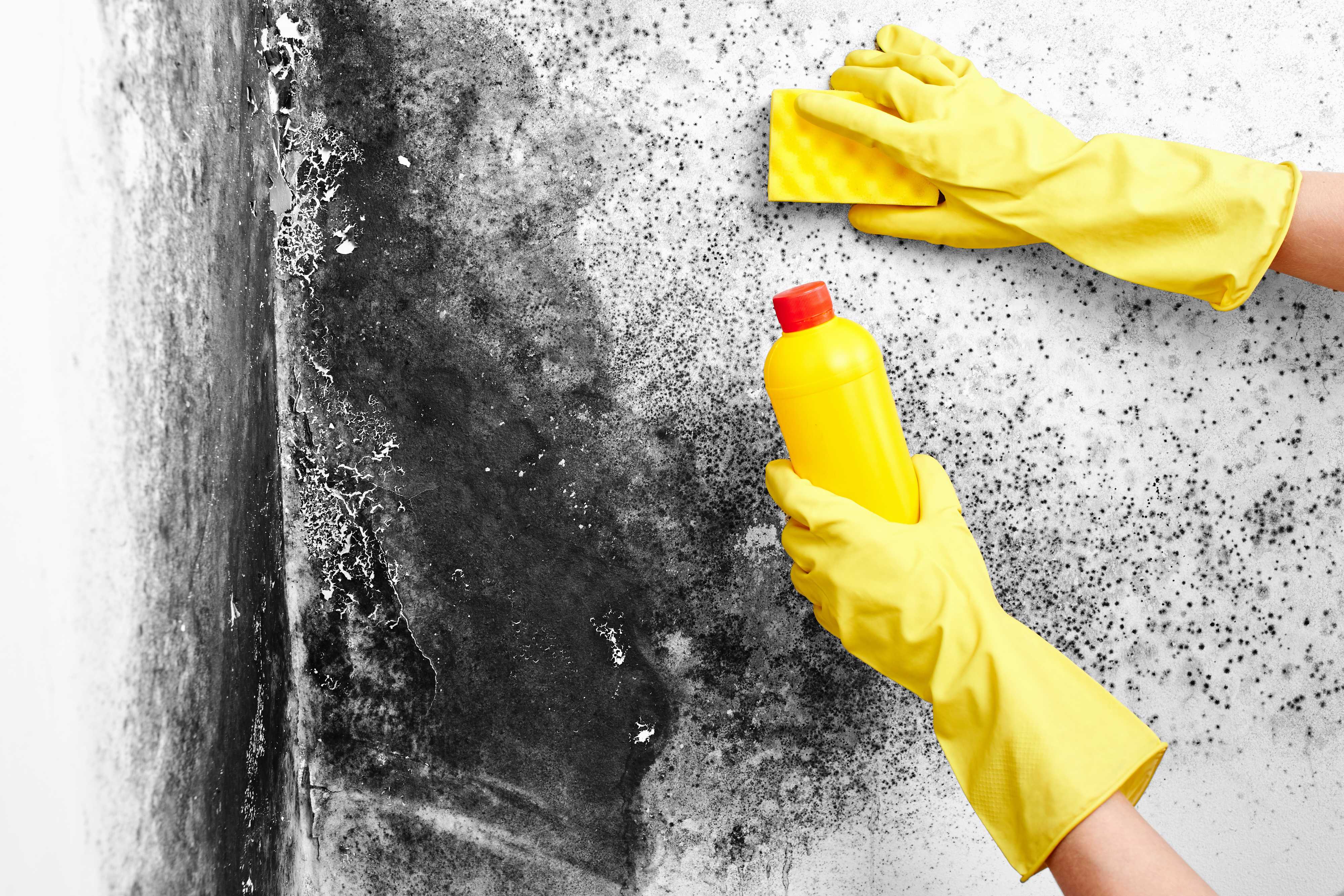Biotek Mold Solutions - Mold Inspection, Mold Removal &amp; Remidation in NYC