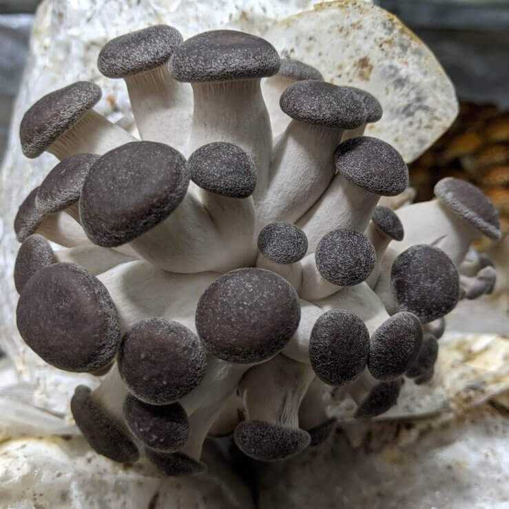 Magic mushrooms