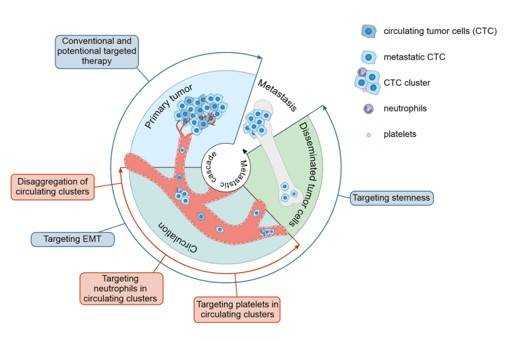 Tumour Metastasis Micro-model 3D Printing Service