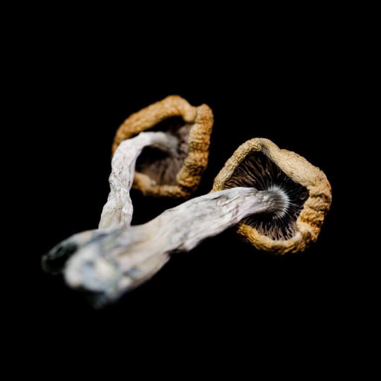 Golden Teacher Mushroom